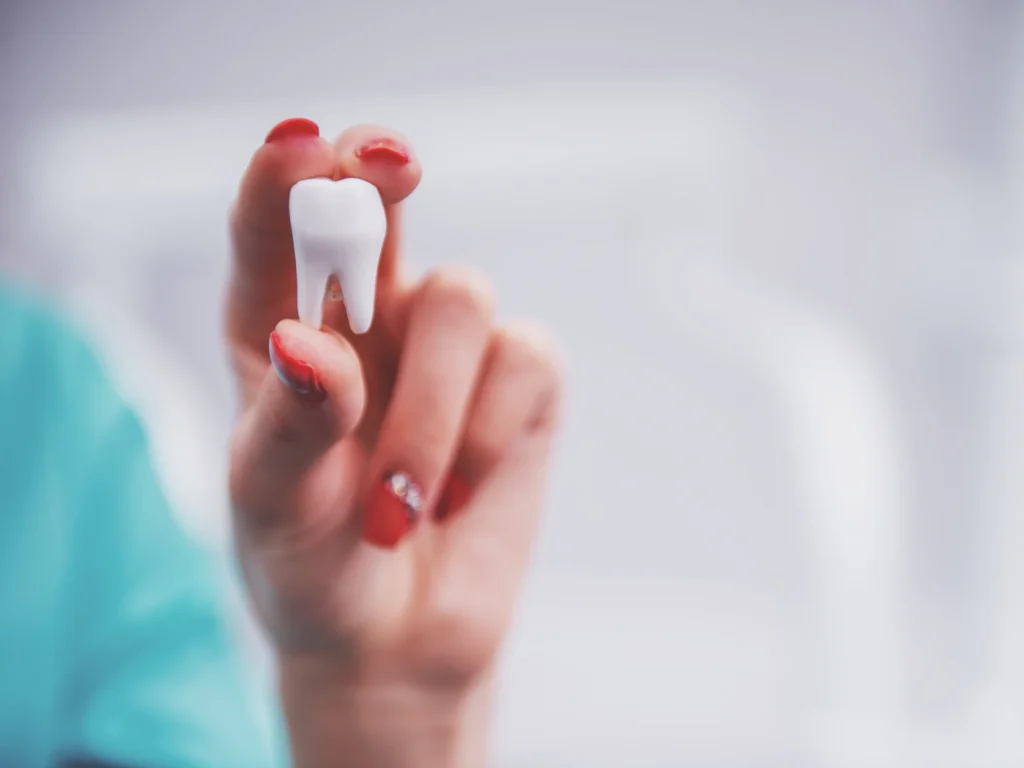 Dentist holding a tooth model | simple tooth extractions and wisdom teeth removal in Bartow, FL at Bartow Dental Arts